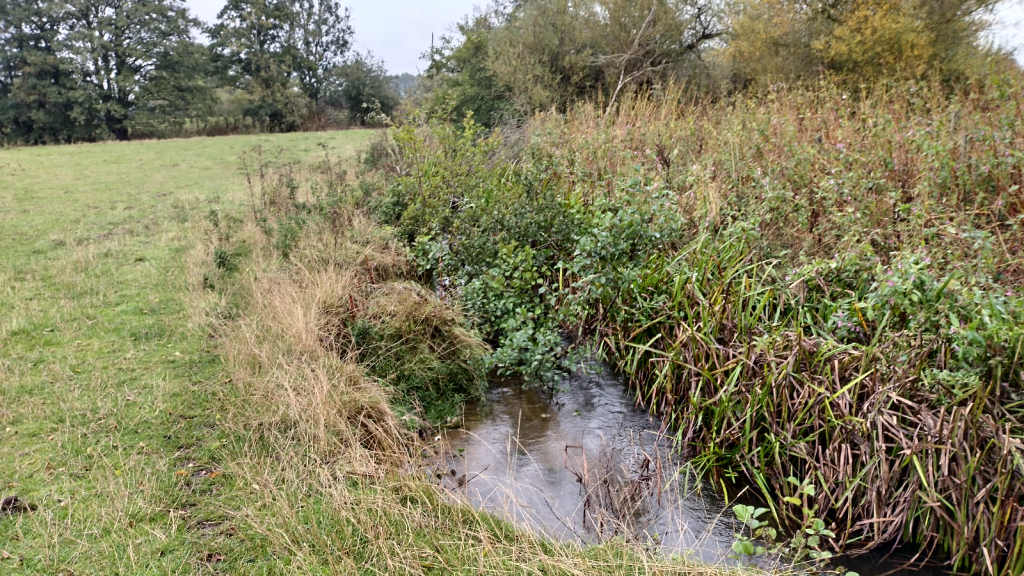 Another photo of the overgrown Riccal